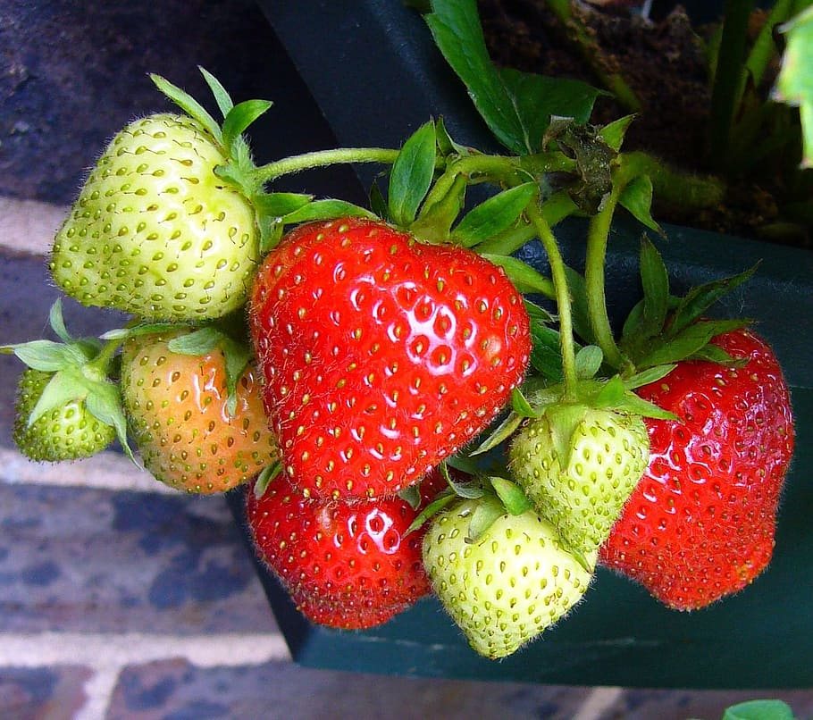 When to plant strawberries in arkansas information