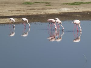 A flock of flamingos drinking water from a pool in Nakuru National Park, Kenya