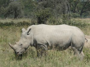 A rhinoceros in Nakuru National Park, Kenya