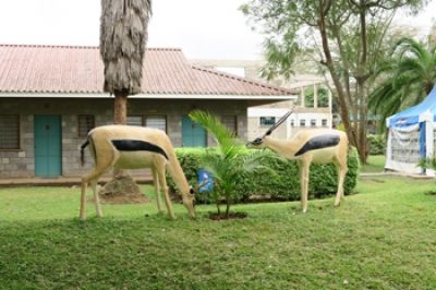 1-antelopes