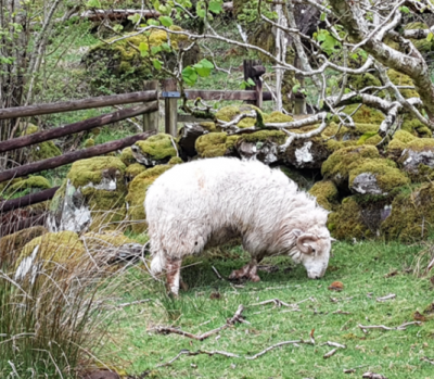 One Flock, One Shepherd (Ros' Blog)