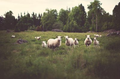 half a dozen sheep wandering around a wood-lined field