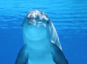  Lessons from a Dolphin – Ros’ Blog