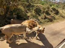 Lion family crossing a road in Kenya 