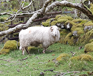 The same sheep, standing in a way that shows its leg is injured
