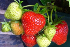 strawberries-strawberry-strawberry-fruit-strawberry-plants