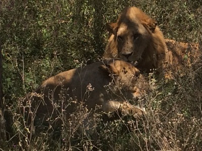 a lion and lioness resting in the grass