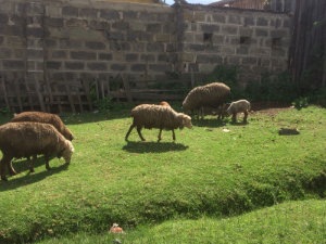 Livestock walking around the village