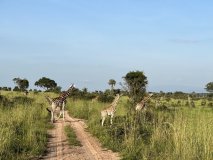 On the safari trail, with several giraffe standing around